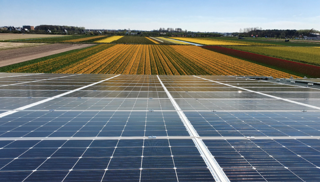 De bollensector in Noordwijkerhout zet massaal in op groene energie buff.ly/2VrY9sN