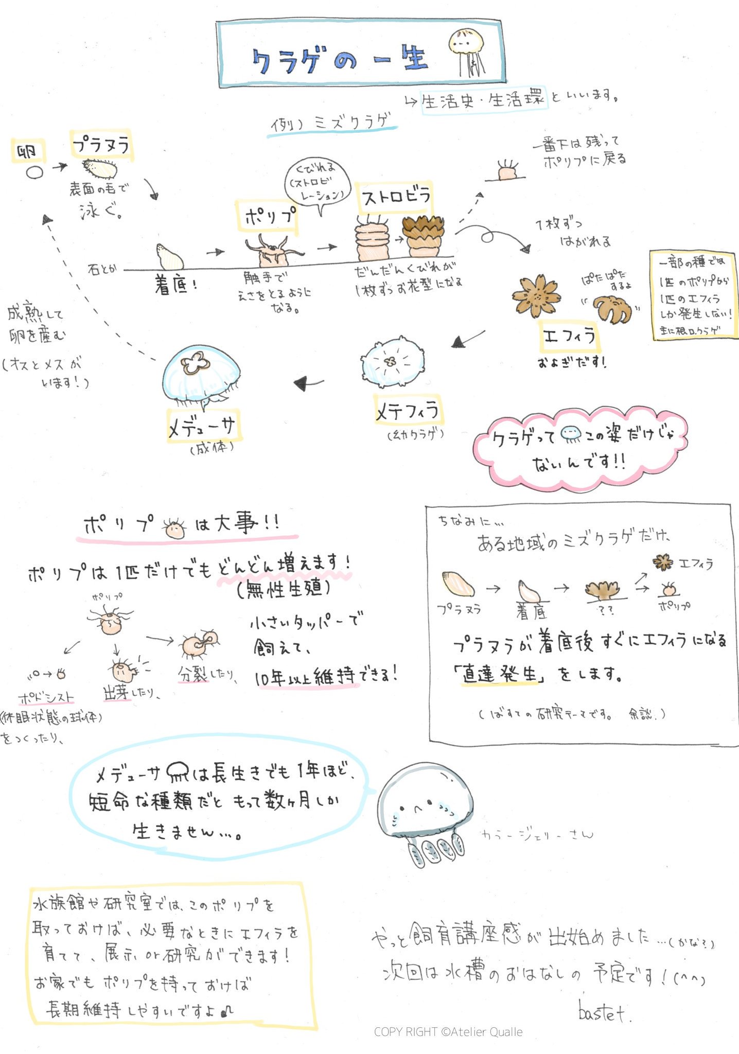 O Xrhsths あとりえくらげ クリマ 6 26 C 406 Sto Twitter クラゲのこどもやポリプって何 という方は Bastetのクラゲ飼育講座 をご覧ください こちらの図はオキクラゲと同じ鉢虫綱旗口クラゲ目のミズクラゲですが 全然違います 不思議 ˊᗜˋ O Xrhsths あとりえくらげ クリマ 6 26 C 406 Sto Twitter クラゲのこどもやポリプって何 という方は Bastetのクラゲ飼育講座 をご覧ください こちらの図はオキクラゲと同じ鉢虫綱旗口クラゲ目のミズクラゲですが 全然違います 不思議 ˊᗜˋ