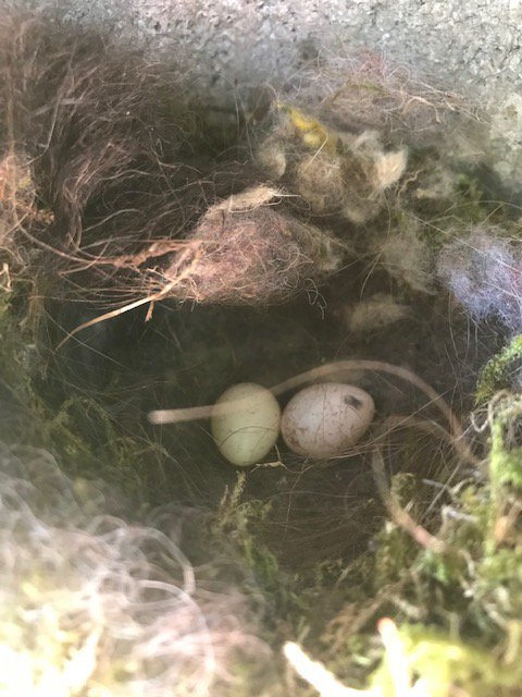 AMennerat's tweet photo. Easter eggs at @UiBmatnat's Arboretet - slightly (1-2 days) earlier start than 2018 &amp; 2017. Looks like a few nuthatch pairs are settling down this year in our nestboxes, in addition to the usual trio (BT, GT, PF) #EECRG @TEG_UiB https://t.co/zM8mbUCvcu