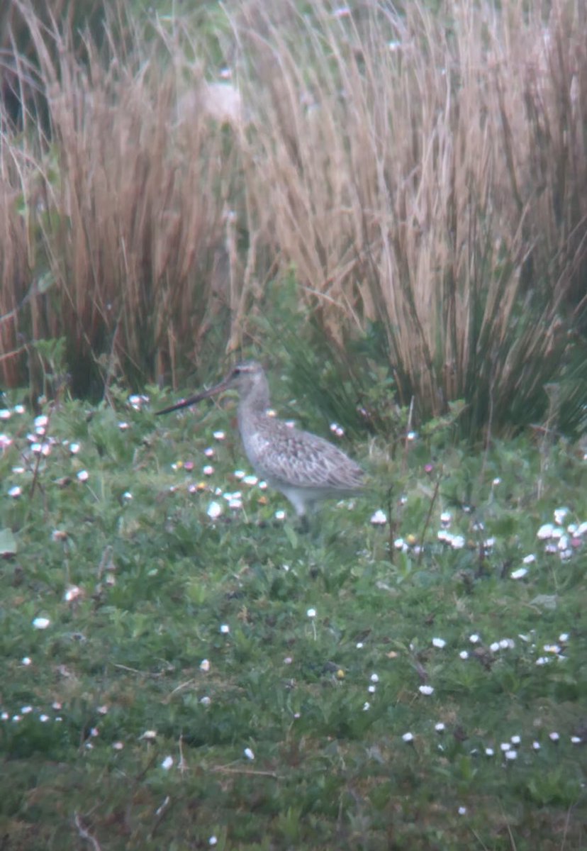BillAspin's tweet photo. Bar-tailed Godwit still present on No1 Pit this morning and Yellow Wagtail new for year. Latter tricky to see annually, only one record last year. Also, the 4th Dunlin in two weeks!#Brockholes #24thApr https://t.co/as9pqP8kD4