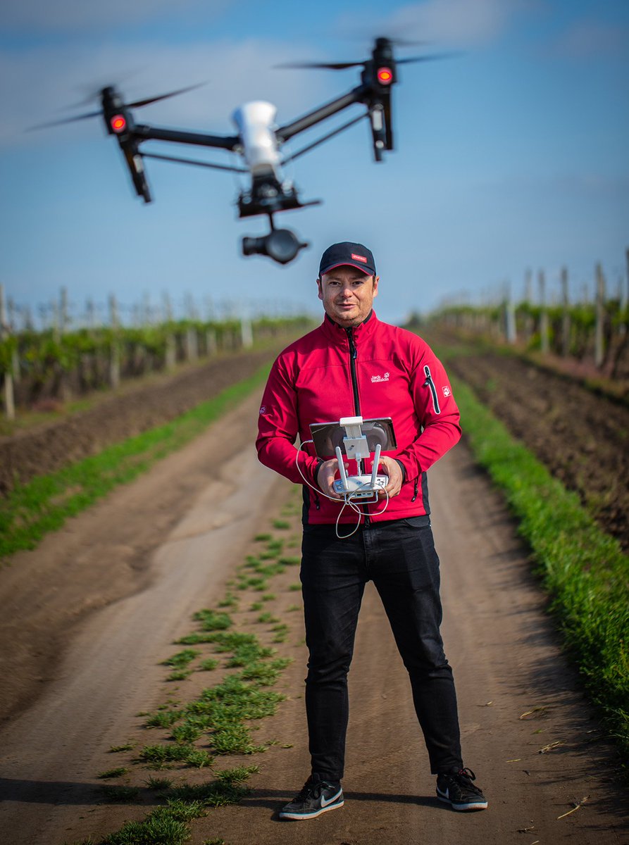 Moldova’s growing wine industry is threatened by Flavesence dorée (F. dorée), a contagious, incurable pathogen that impacts approximately 20 percent of vineyards in the region.  Credit: Colby Gottert for USAID