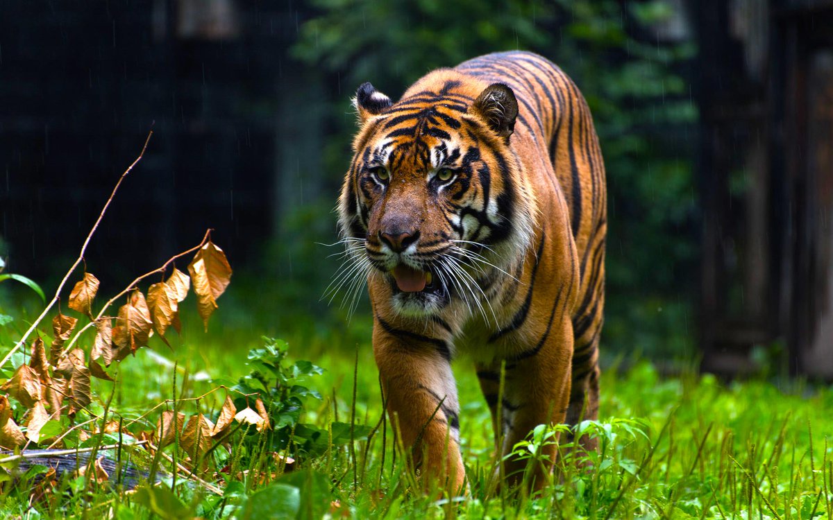 animalcoo's tweet photo. Gorgeous Sumatran Tiger. Photo by Karna Roa. https://t.co/4cEWApSJe7