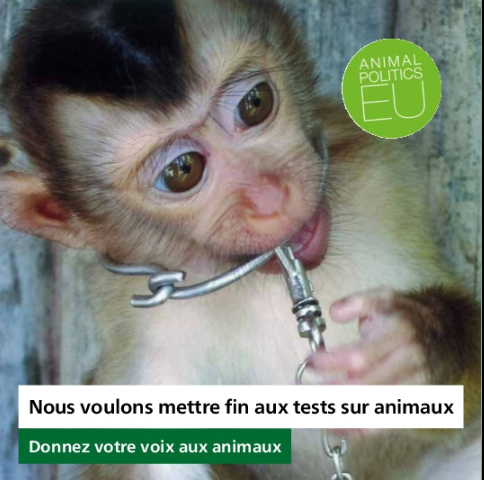 Party4Animals's tweet photo. .@AnimalRightsBE just released shocking news that baboons are captured &amp; used for #animaltesting with Belgian taxpayers' money. Want to stop this? For #EUElections2019: May we have your votes, please? #animalpoliticseu 👉🏼https://t.co/J0tslTG6LN #WorldDayforLaboratoryAnimals https://t.co/5Ylp70lq48