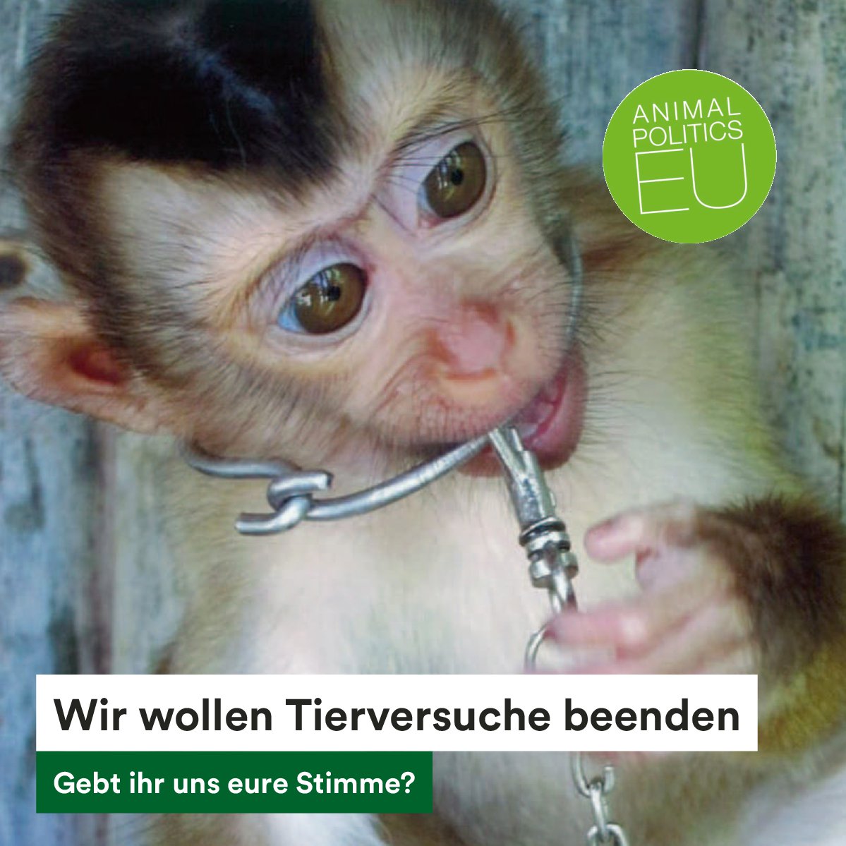 .<a href="/AnimalRightsBE/">Animal Rights BE</a> just released shocking news that baboons are captured &amp; used for #animaltesting with Belgian taxpayers' money. Want to stop this? For #EUElections2019: May we have your votes, please? #animalpoliticseu 👉🏼partyfortheanimals.nl/international-… #WorldDayforLaboratoryAnimals
