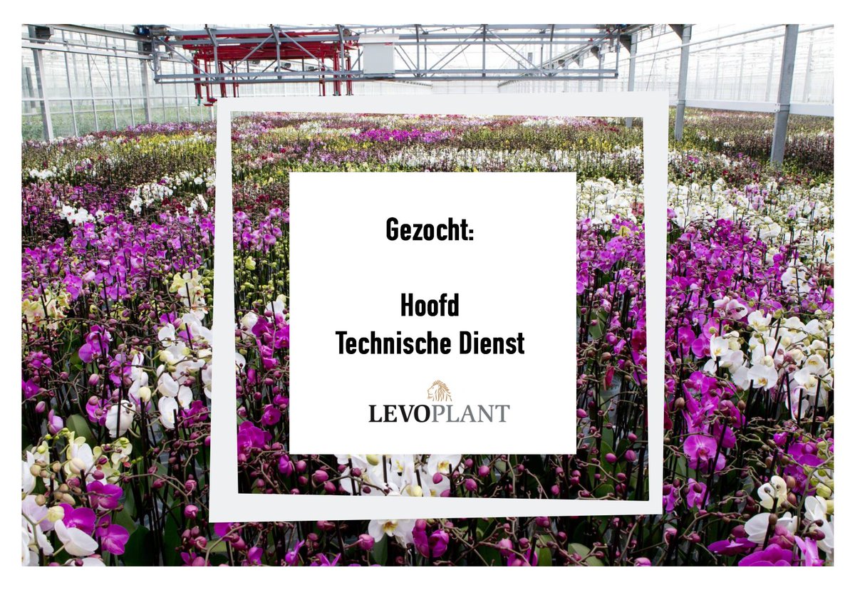 Levoplant tweet media