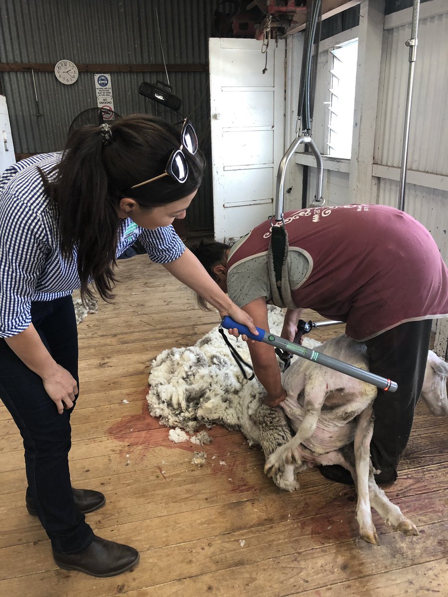 Great day today hogget fleece weighing near Keith using Gallagher HRS Stick and Zebra printer to print barcodes then into Trutest XR3000. EID Tags were Shearwell Also had visit from <a href="/ShearwellAust/">Shearwell Australia</a> new sales rep, Madeline based at Keith.
