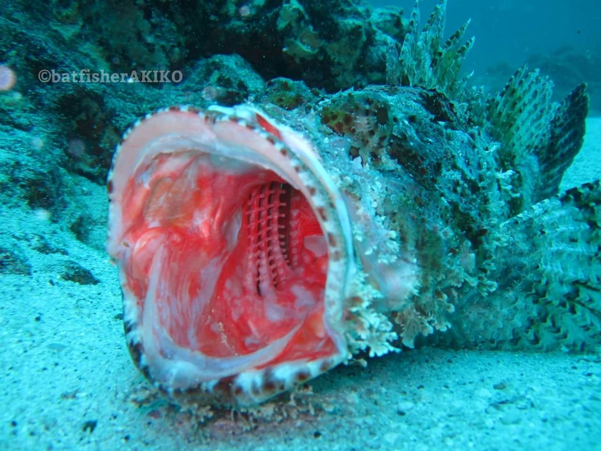 Stonescorpionfish Stonescorpionfish