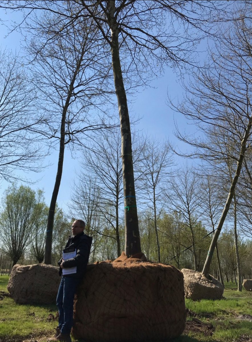 2/3  #infochantier Les arbres de la @VilledeNeuilly en préparation dans la pépinière près de Valenciennes (59) #insolite #environnement #arbres #reforestation #madeinfrance