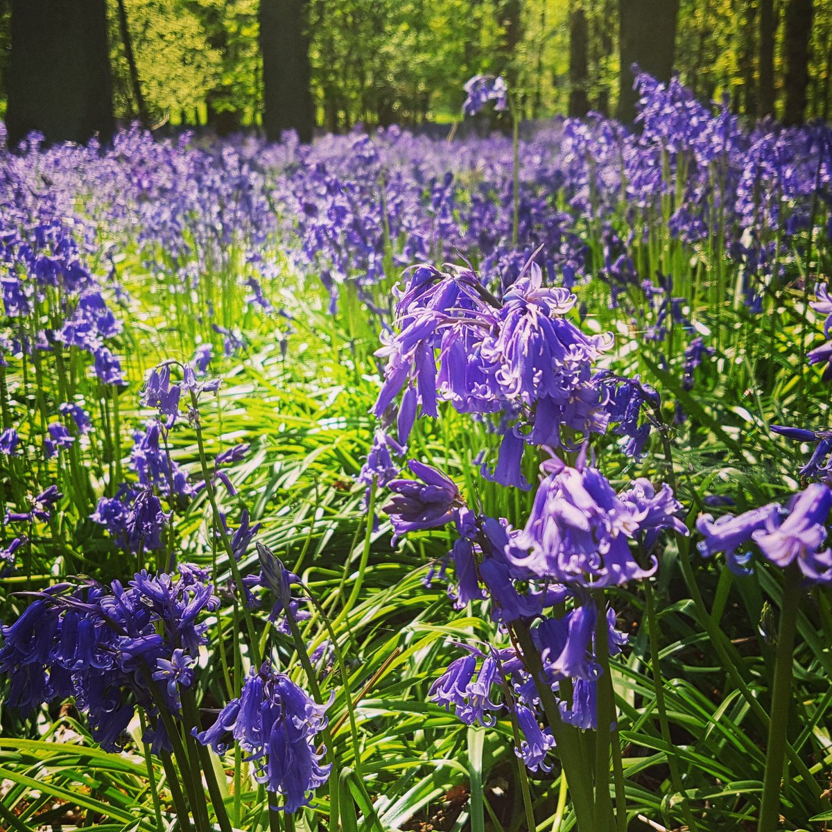 The start of #bluebells season at #harewoodestate make it a wonderful time to visit.  Guests of  our delightful holiday cottages also get complimentary tickets to <a href="/HarewoodHouse/">Harewood House Trust</a> during the open season. A wonderful time for a mini-break, romantic getaway or walking holiday.