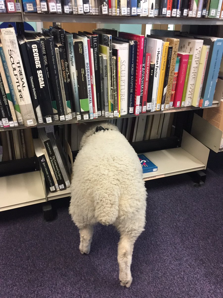 LittleR90284447's tweet photo. So, I've bagged a holiday job @sgs_stroud.  I'm now the new 'lambrarian'. #books #literacy #studentlife shhhhhhhhheep😊 https://t.co/61JmkVqgb0