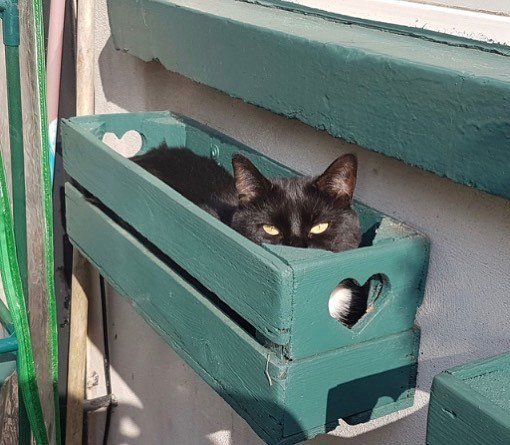 PetSceneHQ's tweet photo. Like Jessie, we’re hiding from the rain AND the office. How is everyone coping after the Easter weekend? 🐱 https://t.co/gmCS5JKlyH
