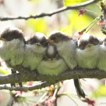 リアルツイッター 美しすぎる鳥 マウンテン ブルーバード が話題に 話題の画像プラス リアルツイッター 美しすぎる鳥 マウンテン ブルーバード が話題に 話題の画像プラス