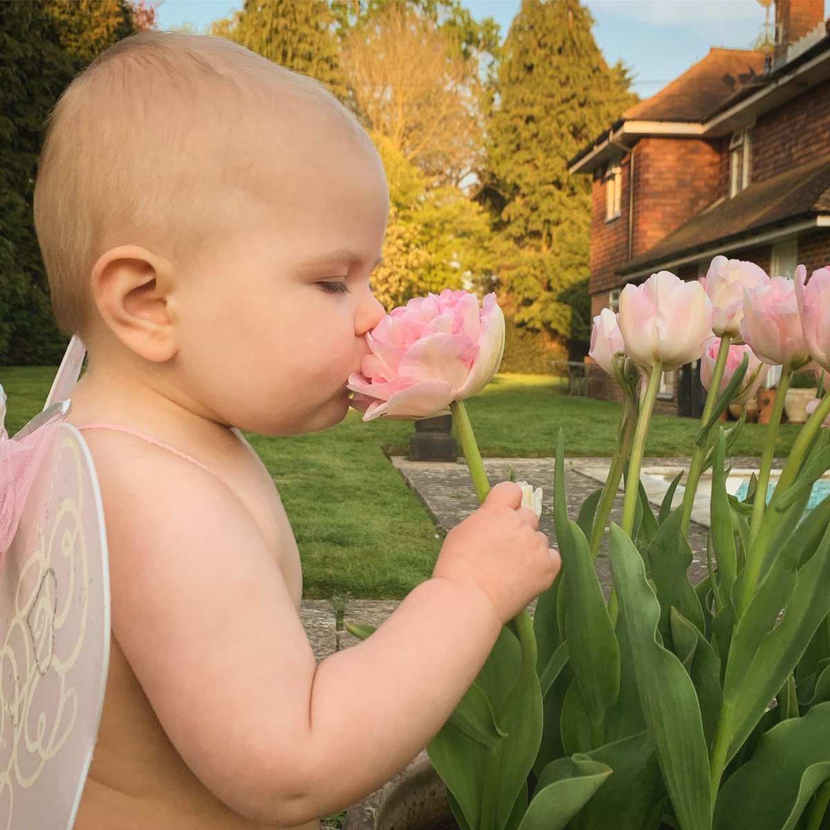 JasHalsey's tweet photo. Cuteness Level: Over 9000!!! 

#daughter #angel #fairy #cupid #cute #tulips #flowers #fairhair #familytime #garden #chillingbythepool #notababyanymore #toddler #over9000 https://t.co/WrXMIanjPv