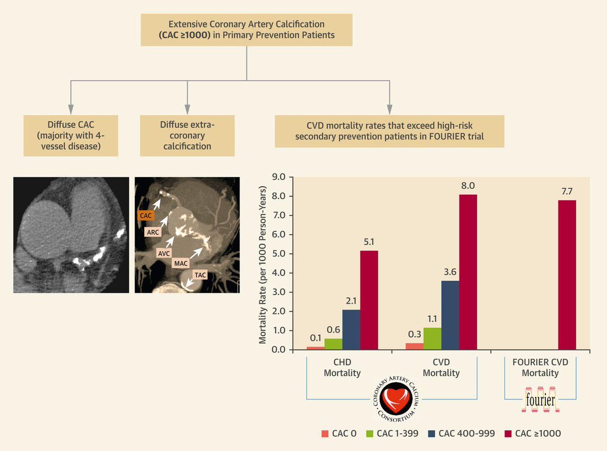 Should CAC scores ≥1000 be a distinct high risk phenotype? #JACCIMG analysis found CAC ≥1000 was associated with 50% ↑ risk in #CVD mortality in c/w CAC 400-999. fal.cn/APfH