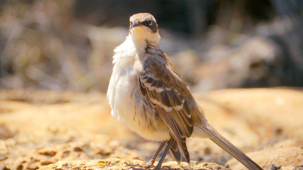 Did you know that the hood mockingbird is endemic to the Espanola Island in the Galapagos! Also, they have no fear of humans. 
galapagos-pro.com/en/galapagos-i…
#Mockingbird #galapagos #galapagosislands #Ecuador #espanolaisland #albatrosses #birds #wildlife #birding #luxurytour #cruise