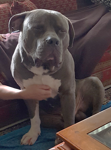 DjLVll's tweet photo. Best buddy.... ever !
#XXLPitbull #XXLBully https://t.co/EOxfaAEdv9