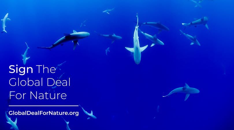 I just signed the #GlobalDealForNature calling on world leaders to protect half of our lands and seas. Please join me! Sign the petition at globaldealfornature.org #Oceanprotect30by30