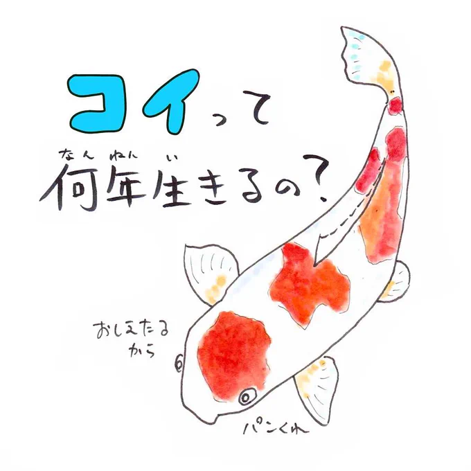 ギネス記録に載った鯉の最長寿命は岐阜県東白川村の「花子」226才。#さかな四コマ #うおにい #鯉 