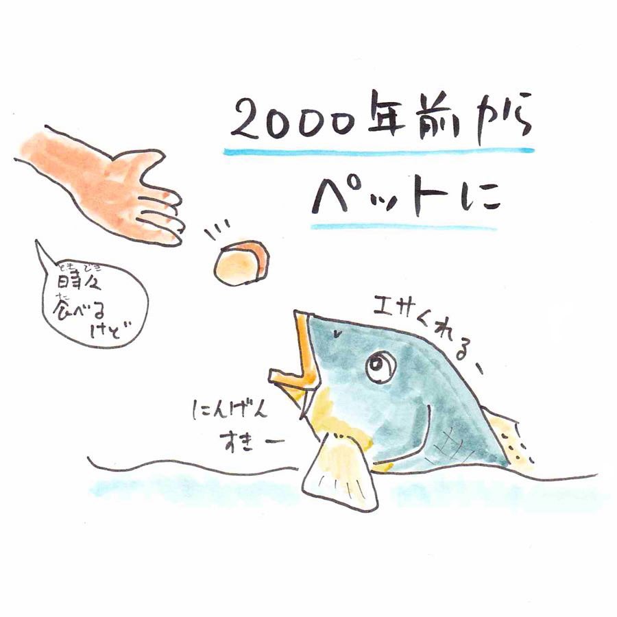 ギネス記録に載った鯉の最長寿命は岐阜県東白川村の「花子」226才。
#さかな四コマ #うおにい #鯉 