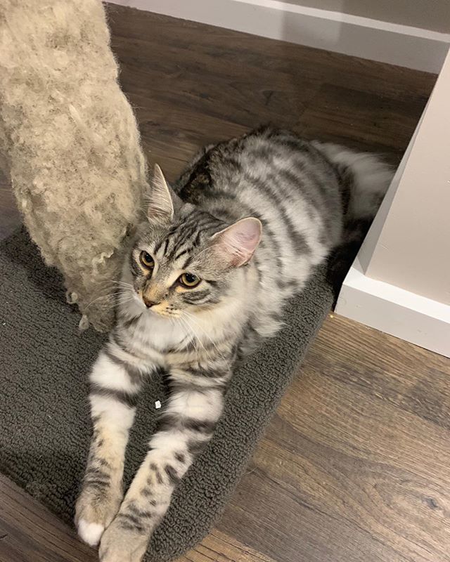 Blakegreen92's tweet photo. Cat. #3 https://t.co/dDnnq3ZQvD https://t.co/wGfysEGbct