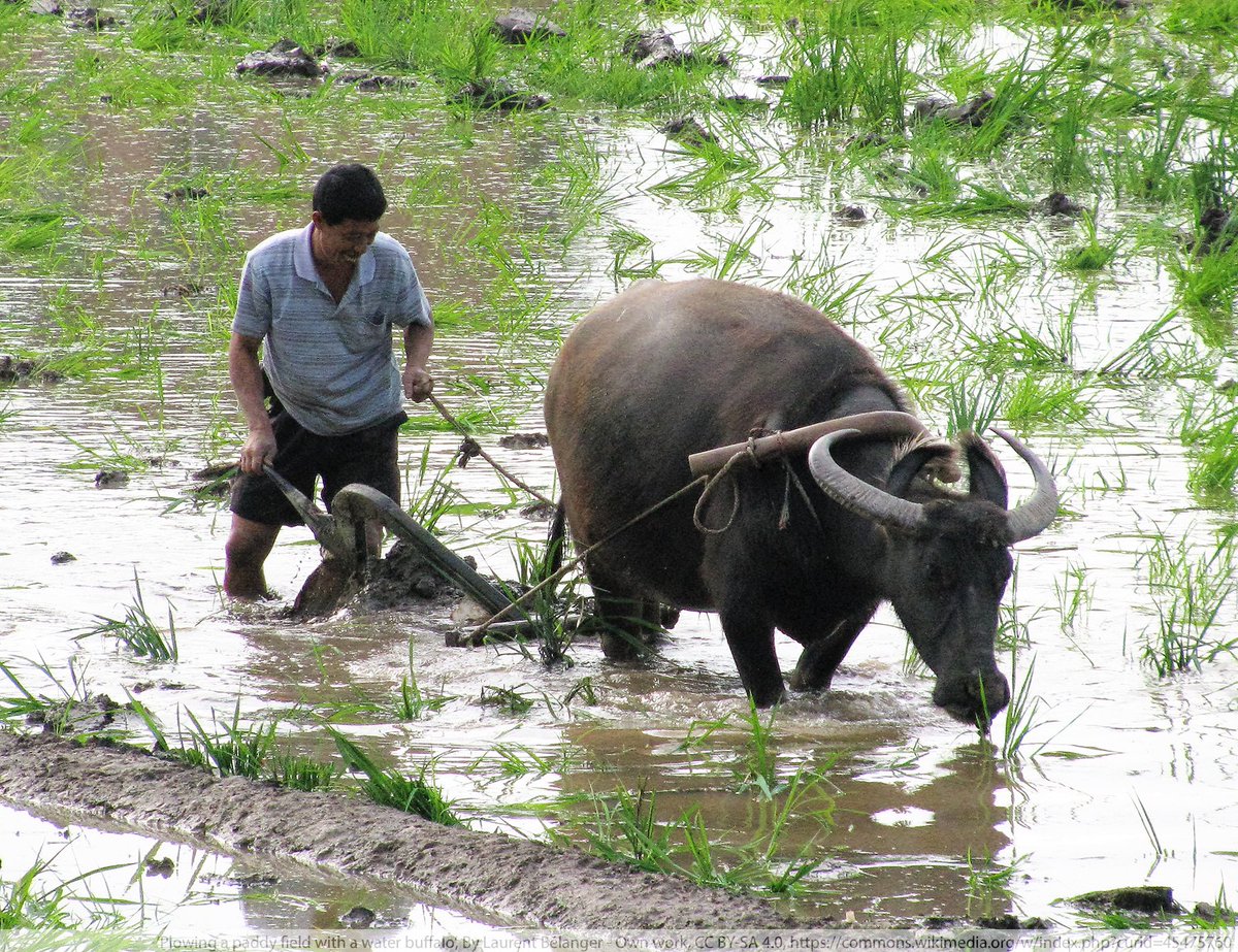 Man plowing a paddy with a water buffalo