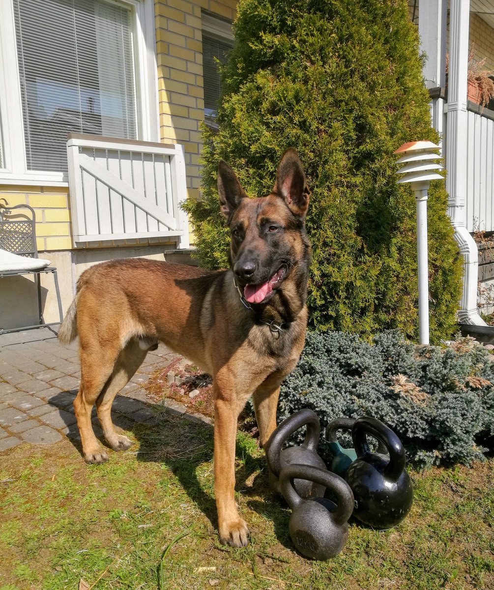 mikko_rytkonen's tweet photo. Aurinkoisen- ja koiranpäivän kunniaksi parhaan ja uskollisimman työkaverin kanssa pidempi metsälenkki ja "podaus" 🐾👮🌞💪 #Leevi #K9 #poliisikoira #virkakoira #koiranpäivä2019 @LUpoliisi #Espoo https://t.co/kiL0HnYJPu
