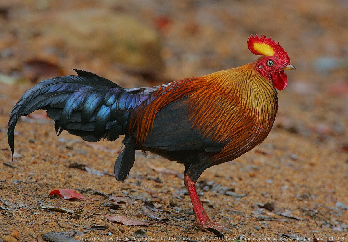 Jungle fowl cock, the ancestor of modern chickens