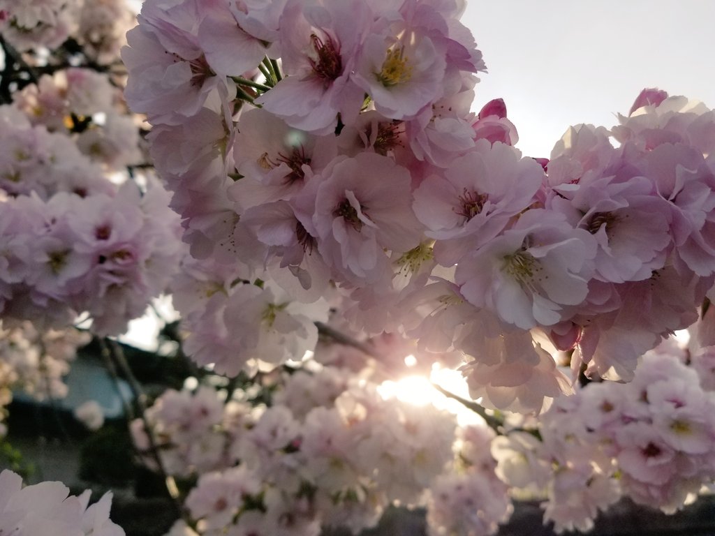 「桜々 」|Y_Yのイラスト