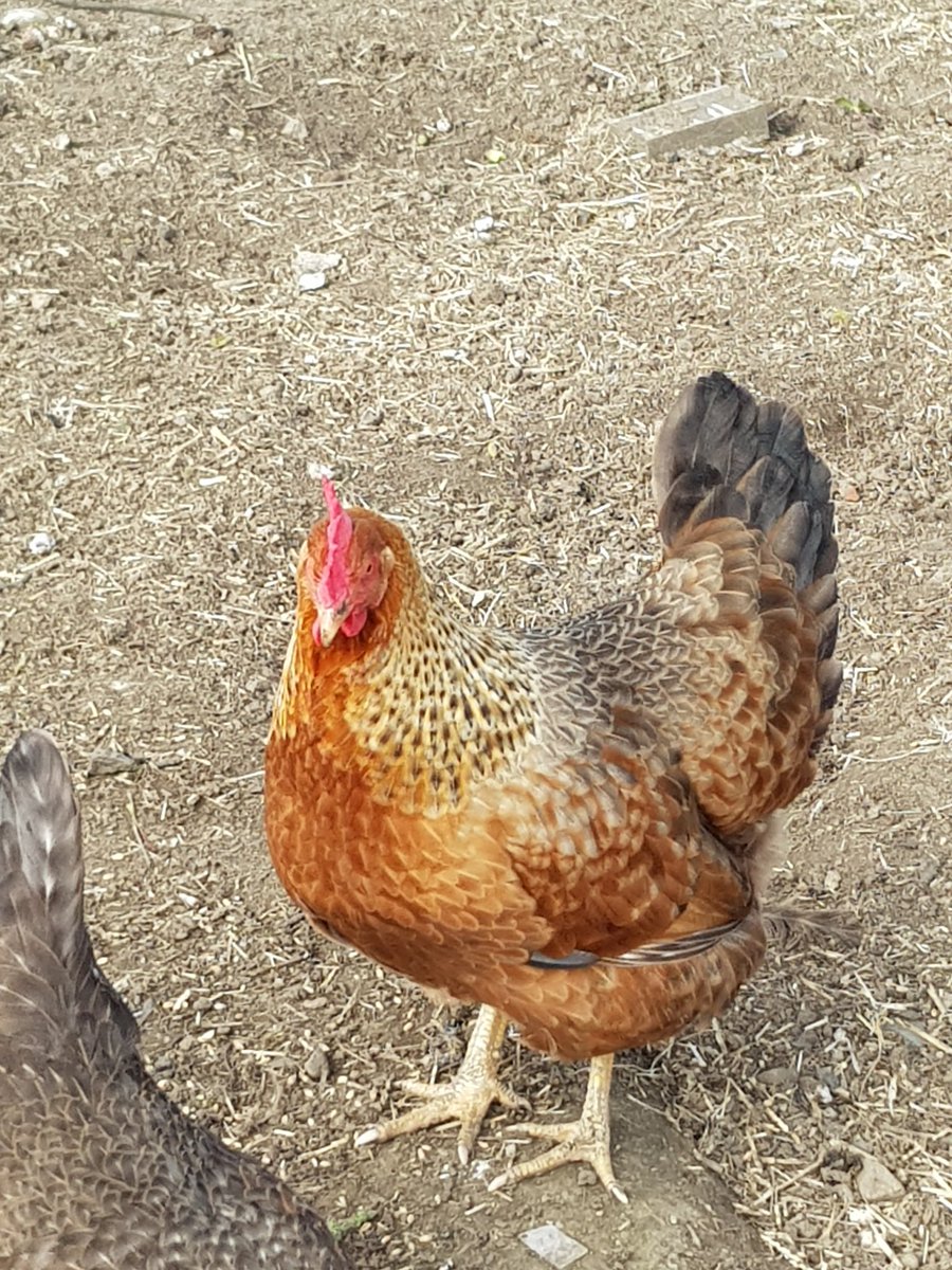 Pawlor_Winter's tweet photo. New arrivals at the Together Garden https://t.co/537j454TQG