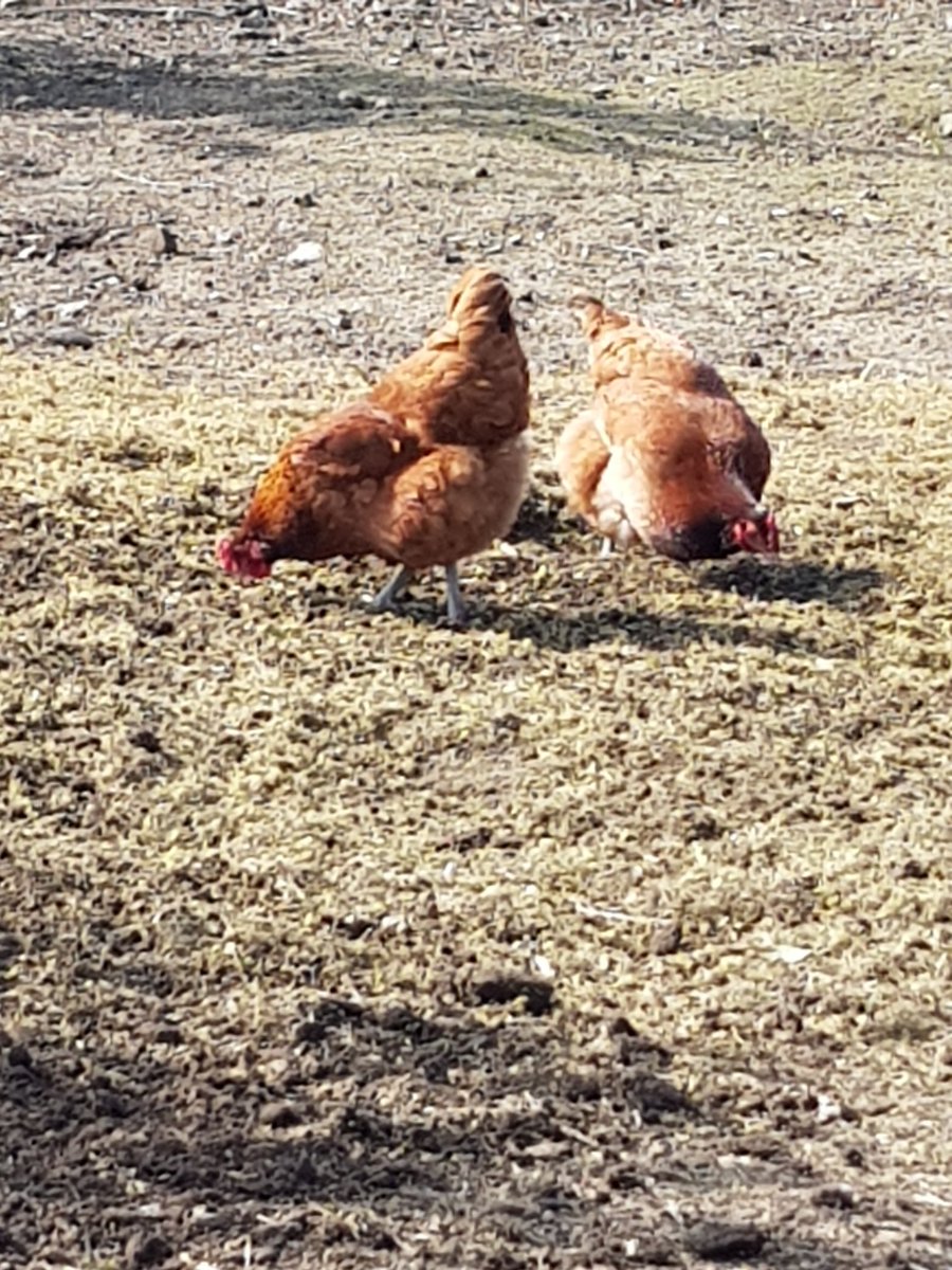 Pawlor_Winter's tweet photo. New arrivals at the Together Garden #LanchesterRoadHospital https://t.co/T4UZZQ83GD