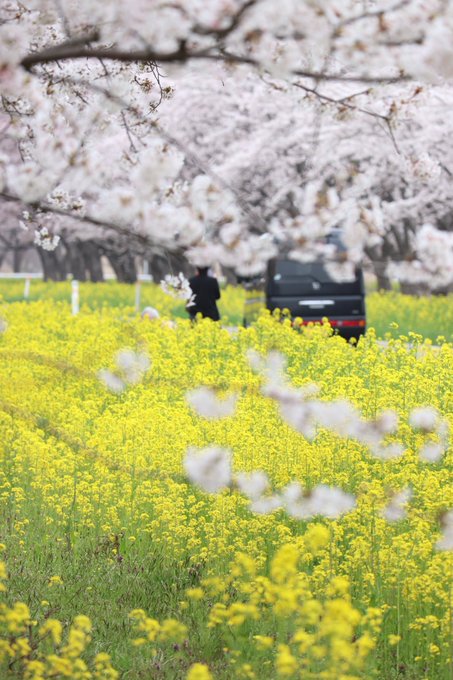 秋田大潟村桜と菜の花まつり期間や菜の花ロードへのアクセス 東北コトネイロ