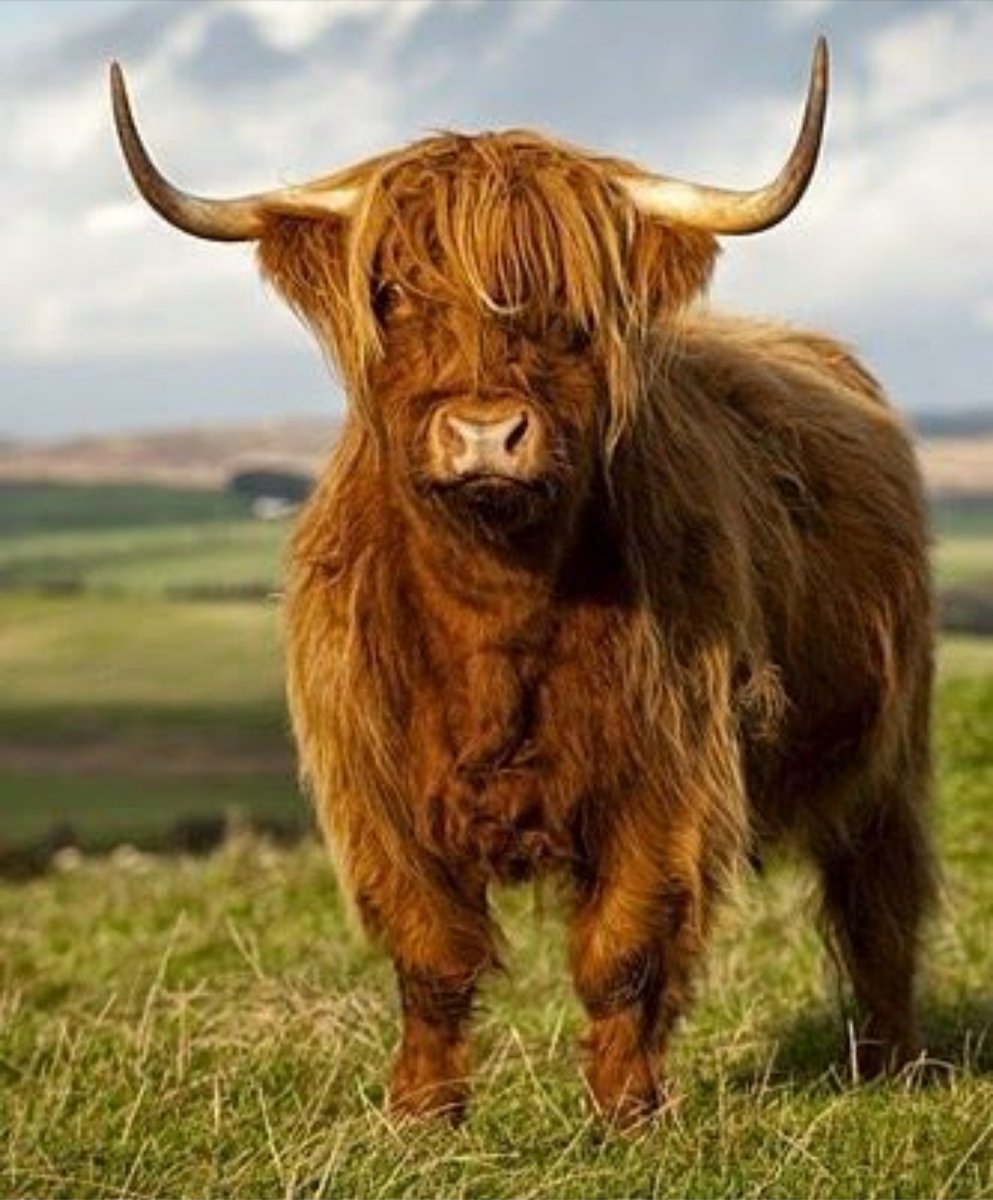 AxeoftheNorth's tweet photo. @Scotland
The Beauties of Scotland....
#VisitScotland,#coosdayeveryday #VisitBritain,#Coosday #welcomescotland, #ScottishField, #hiddenscotlands, #ScotsMagazine #Scotland, #ScotlandIsNow, #Scottish, #TrueHighlands, #IsleOfSkye, #Islay, #GlencoeWood https://t.co/8BBhNrmVwH