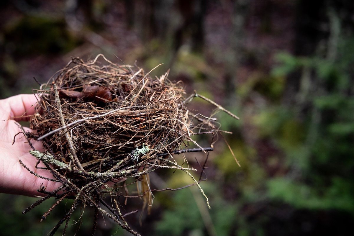 eyegillian's tweet photo. Gifts of nature. We looked and touched, then we left them for someone else to find. 
#saintjohn #irvingnaturepark #fujixt2 https://t.co/GH4uP0EhhT