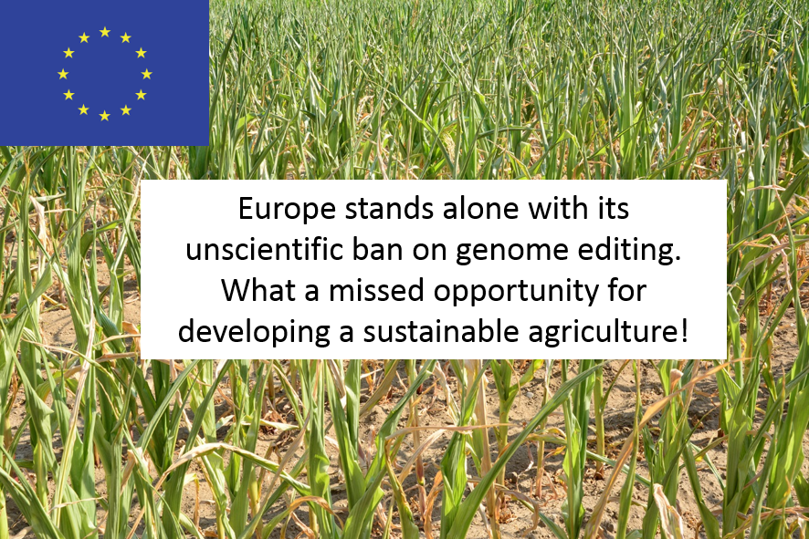Exciting news! The Australian government will not regulate gene-edited crops containing no foreign DNA. Again, this excellent decision makes one wonder why the EU decided differently. go.nature.com/2GDi3bI #genomeediting #crispr