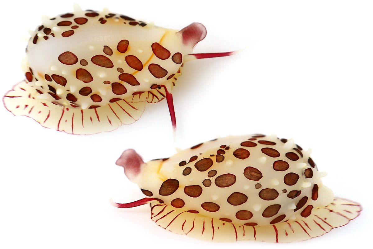 ゆうじ 先日の磯で見つけたホソテンロクケボリガイ 岩礁のウミトサカ類を丹念に探すと見つかるウミウサギの仲間 以前タイドプールで簡単に見つけたのでたくさんいる種類なんだと思っていたが その後は同じような場所を探すもさっぱり見つからず 先日