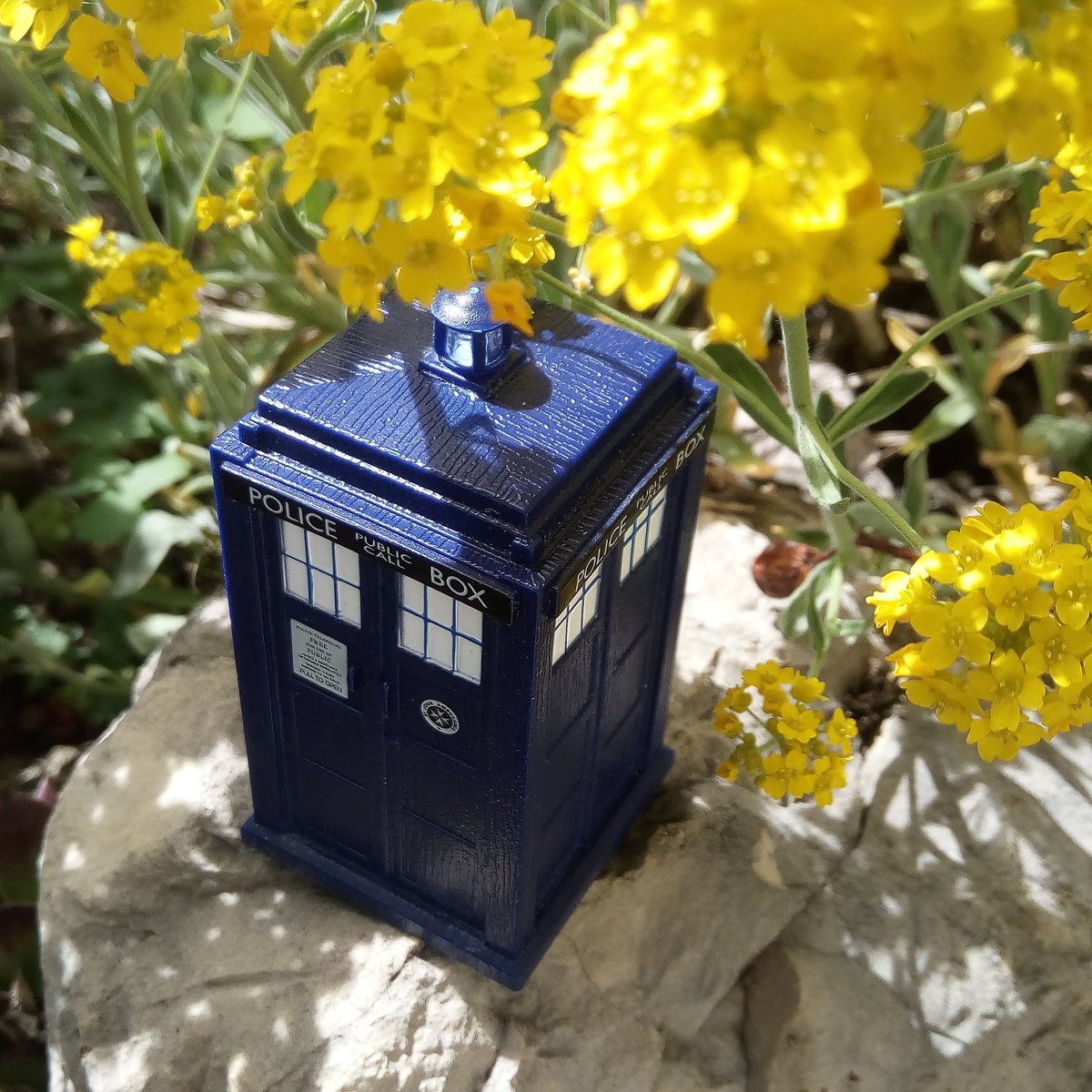 Iltu123's tweet photo. Hello world π
#DoctorWho #TARDIS #toyphotography #flowerpower #inourgarden #intimeandspace #HomeForWhovians https://t.co/dNORzMYkf8