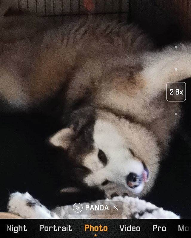 peithius's tweet photo. The camera AI reckons I'm a 🐼! What do you think, frens?

#lookslegit #disguise #cameraAI #huawei #pandamalamute #🐼 #apandaindisguise #malamute #malamutesofinstagram #alaskanmalamute #instadog #dailyfluff #dogsofinstagram #snowdog #sleddog #petsofins… https://t.co/6AYhbCB9mm https://t.co/MD2qgvdVRR