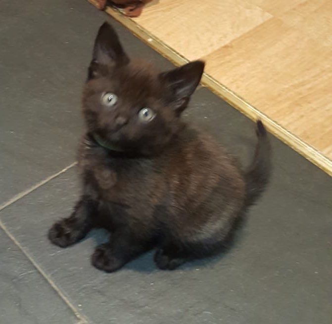 MickbobandMabel's tweet photo. We’re getting ready for this little chap to move in! Welcome #MickBob #Mabel will not be impressed #kittensofinstagram https://t.co/fE45Ewblgw