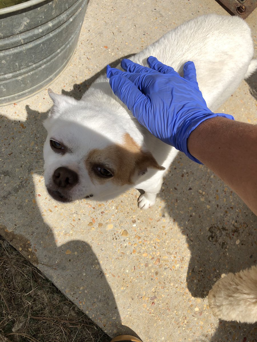 It has taken a year for this to happen! Taco the chihuahua ❤️