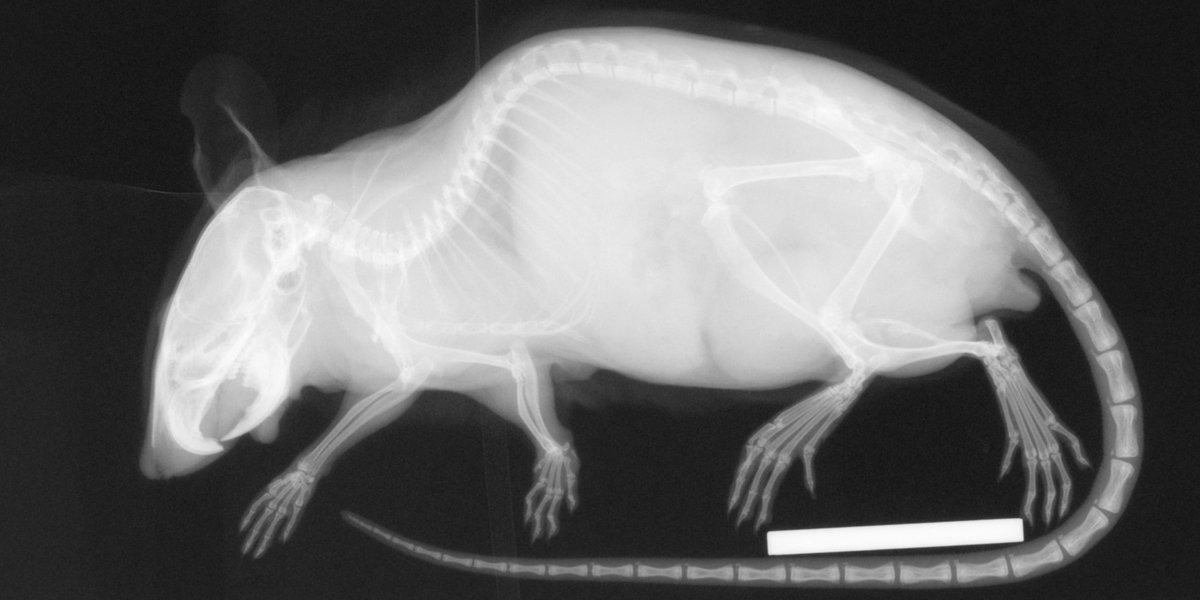 GeneOfTheDay's tweet photo. Today’s #GeneOfTheDay is #Grm7. Mice with this gene inactivated exhibit decreased bone mineral content and abnormal bone structure: https://t.co/lq9O3zCwl7 https://t.co/gYeriUOMQ4