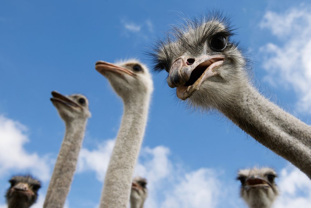 An ostrich’s eye is bigger than its brain! 

#Eye #Bird #love #instatag #pets #animalprint #nature #petoftheday