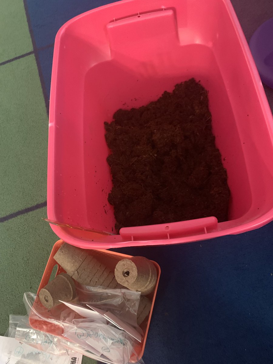 Mrs_Hannaford's tweet image. We’re playing in the dirt today! We’re planting 5 different types of seeds so we can watch the plant life cycle in action! 🌱#engagecobb #cobbscience #ksepride @cobbscience @KSpringsLions