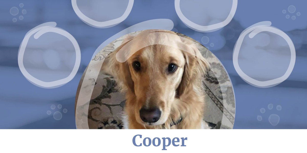 hook42inc's tweet photo. A new face joins our office today. Help us in welcoming Kris and her fluffy office mate Cooper! We're as excited as Cooper is to be halfway through the week already.
#nationalpetmonth #pets #officepet #pawsandthanks #hook42 https://t.co/vzz2J3XiVS