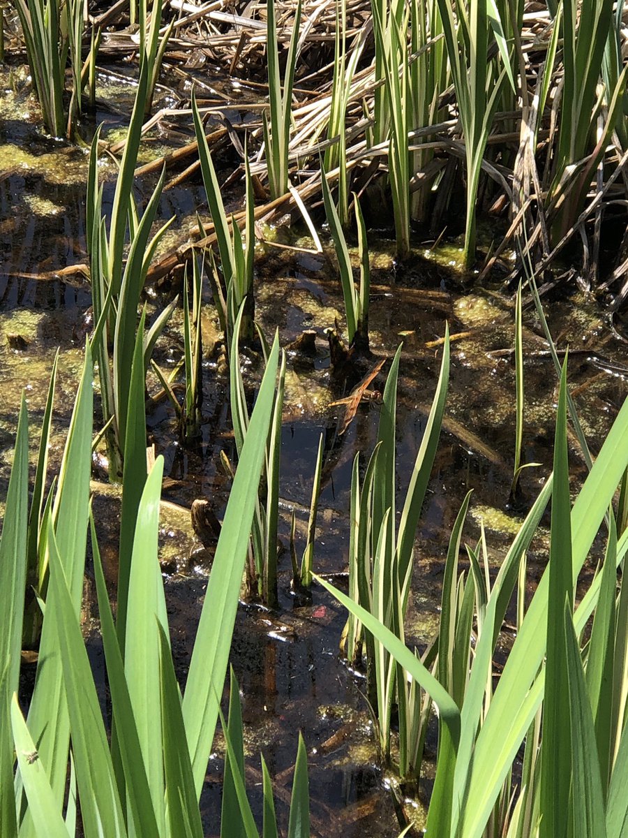 SciBeatty's tweet photo. The @TeamDeerPark environmental education classroom is full of interesting organisms. Check out #iNaturalist to see what we have identified! #orderofthewheel https://t.co/rky713Gr8k