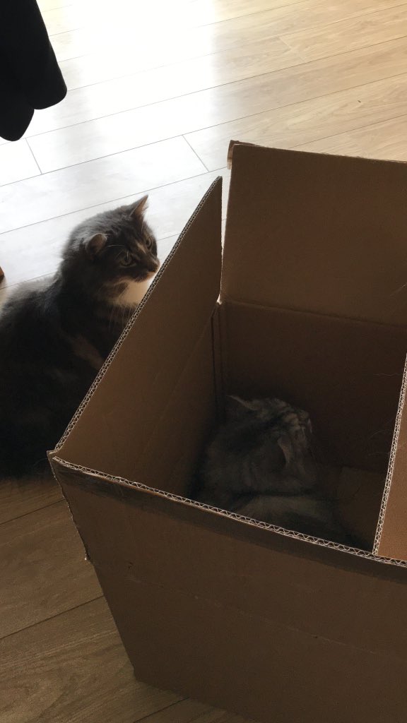 NicD44's tweet photo. Packing was going well til the cats started playing silly buggers 🙄🤨📦 #catsnboxes https://t.co/KYADzM5Rvs