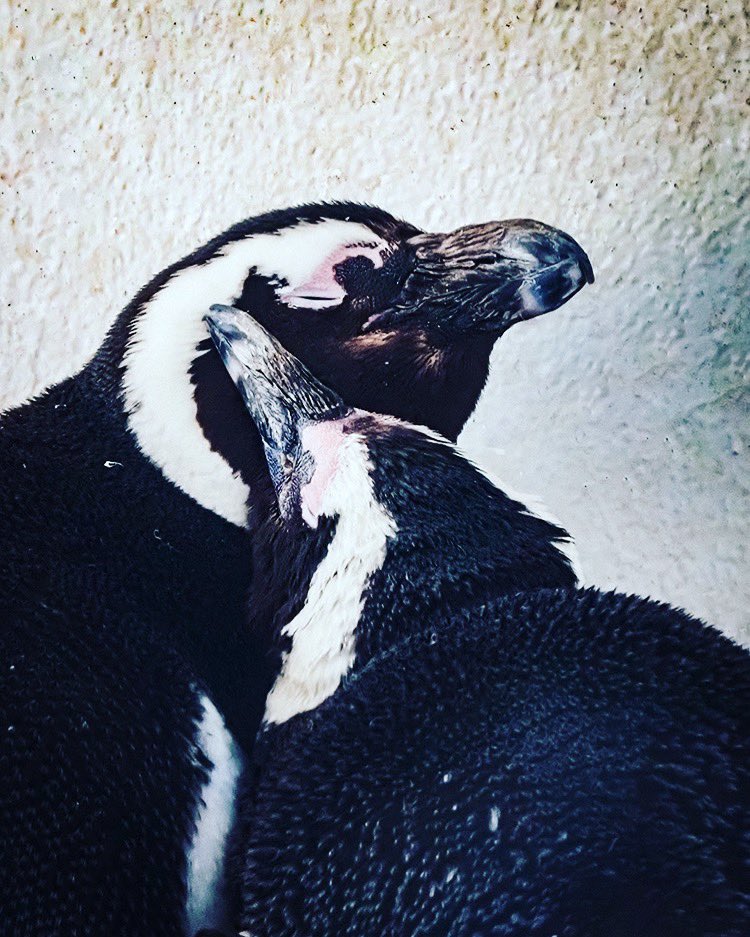 つがい Traola Twitterren