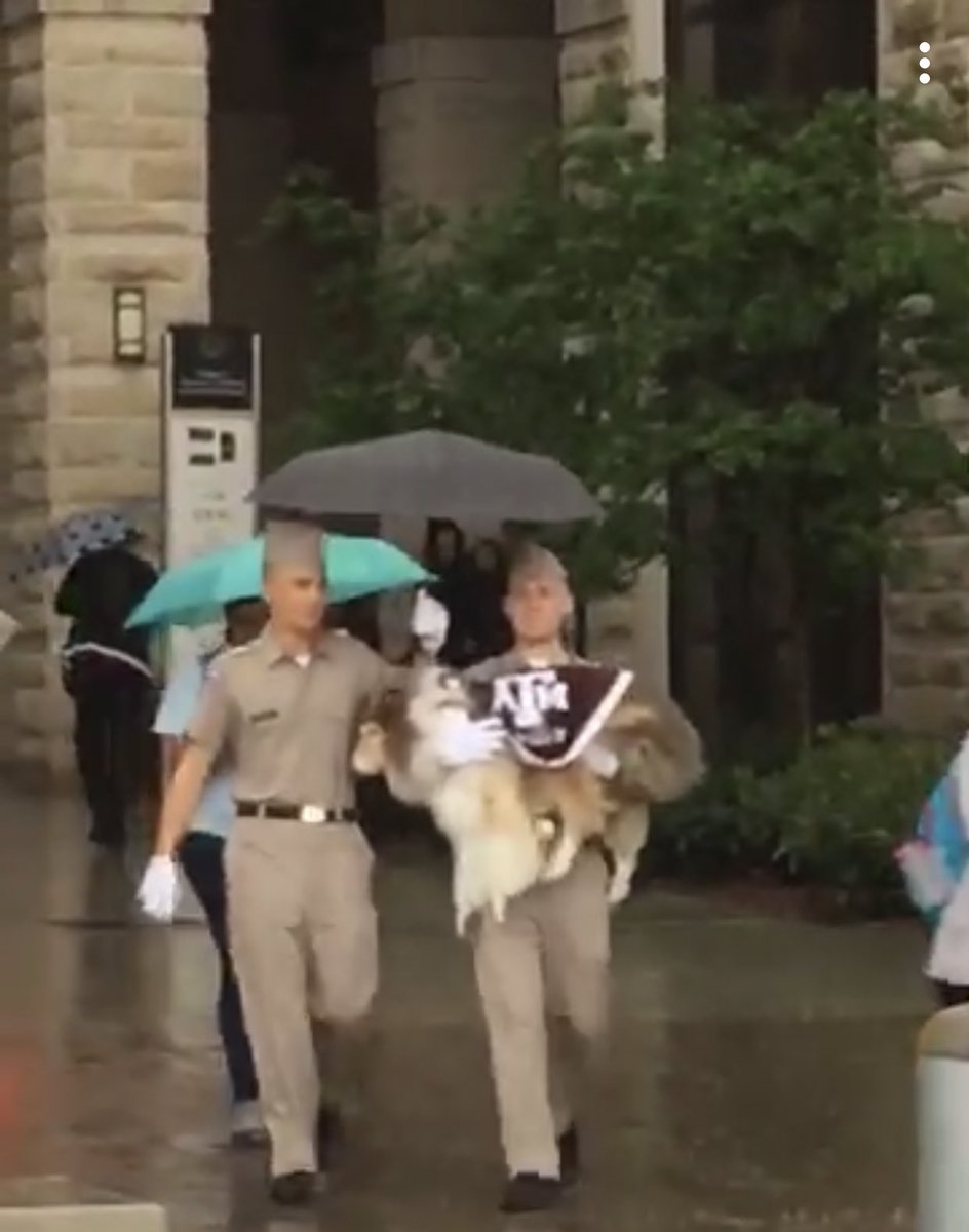 sashaythatway's tweet photo. Our queen does not simply walk through the rain @reveille https://t.co/0dEeUnlzKt
