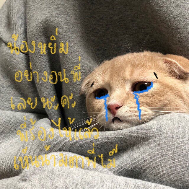 พับจี tweet media