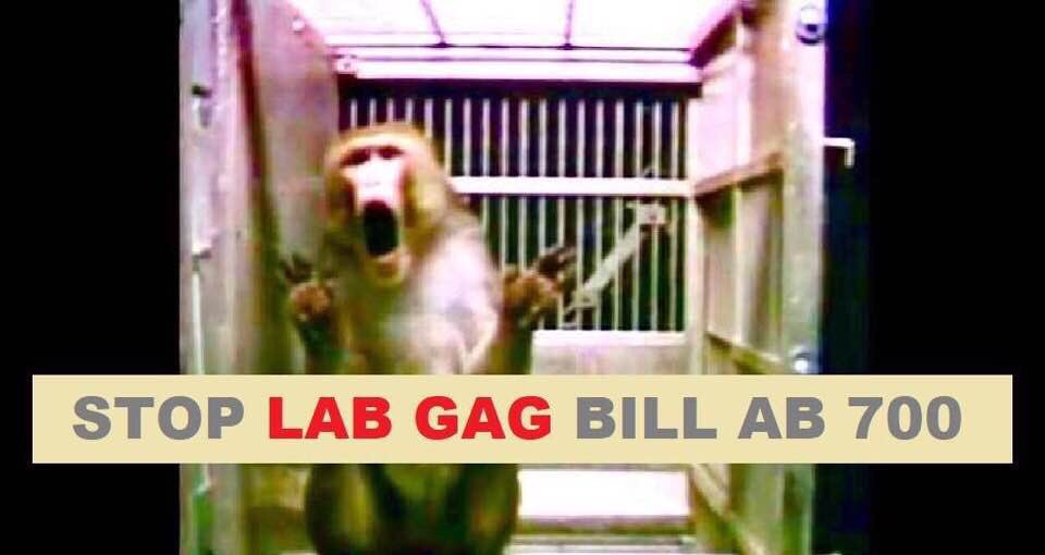 ProgressForSci1's tweet photo. ALERT‼️ PLEASE CALL YOUR REP ASAP🐇 #AB700 vote is TODAY!!! We need to #STOP the #LabGag today!!! Please urge your rep to reject this pro-cruelty bill NOW! #StopAB700 🚫
https://t.co/LG3uIrRsKq https://t.co/CVMmdc3gcF