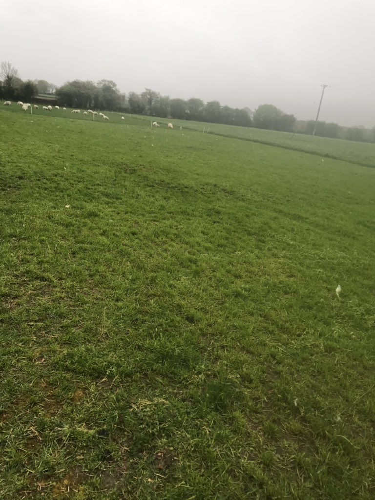 Fresh pick for the ewes &amp; lamb tis evening, weighed by <a href="/SheepIreland/">Sheep Ireland 🌟🌟🌟🌟🌟</a> 2 weeks ago tomorrow &amp; averaged 40.76kg heaviest 47kg lightest 35kg. Weaning next week just using the ewes to get through heavy covers quicker.